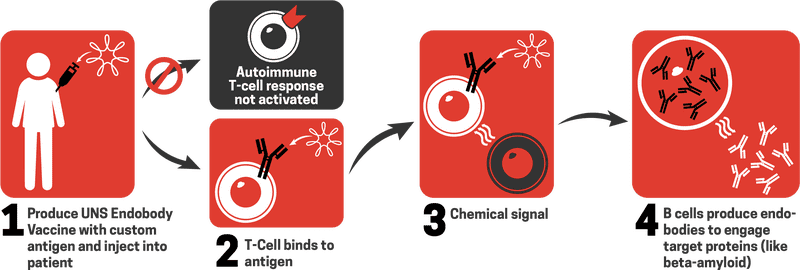 Vaccine Response Activating T-Cells and Antibodies PNG