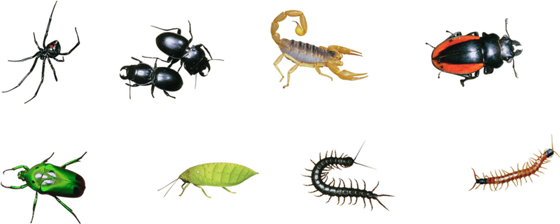 Diverse Insect World Arachnids and Insects Unveiled PNG
