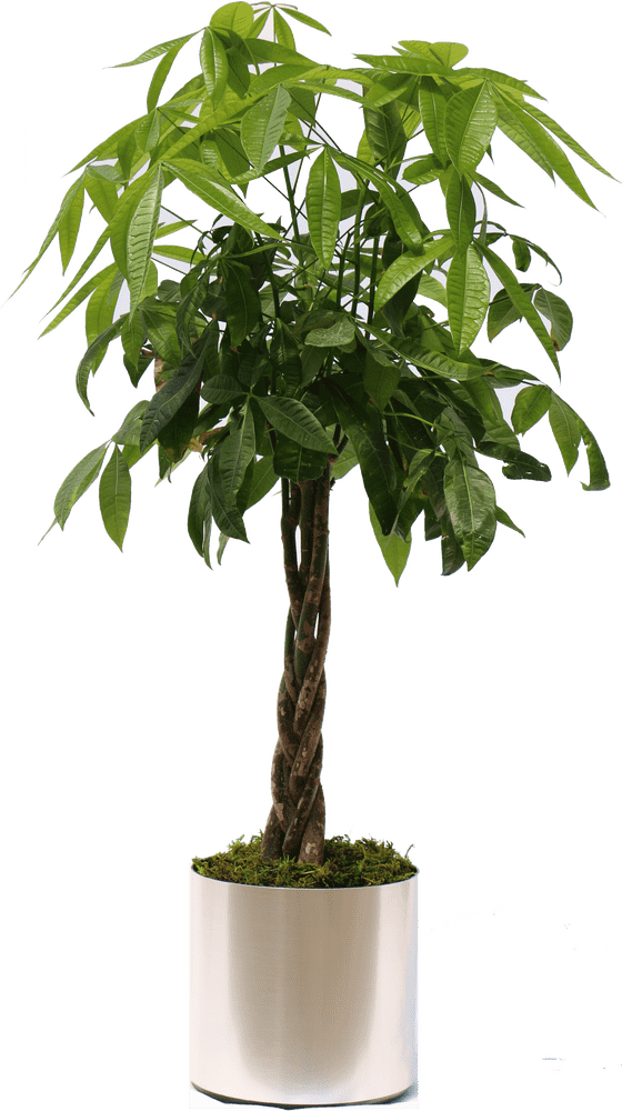 Elegant Indoor Plant with Twisted Trunk PNG