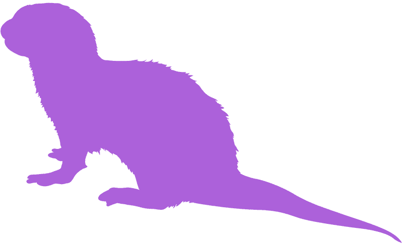 River's Playful Shadow The Otter's Domain PNG