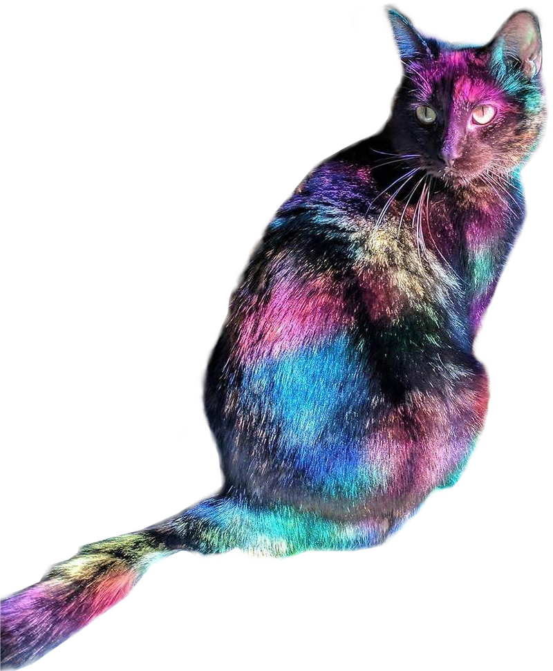 Galactic Rainbow Cat PNG