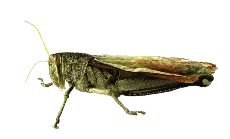 Green Insect with Long Antennae and Wings PNG