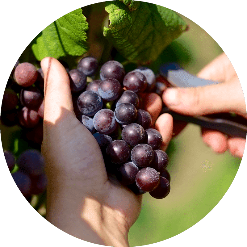 Nature Trail Harvesting Nature's Bounty PNG