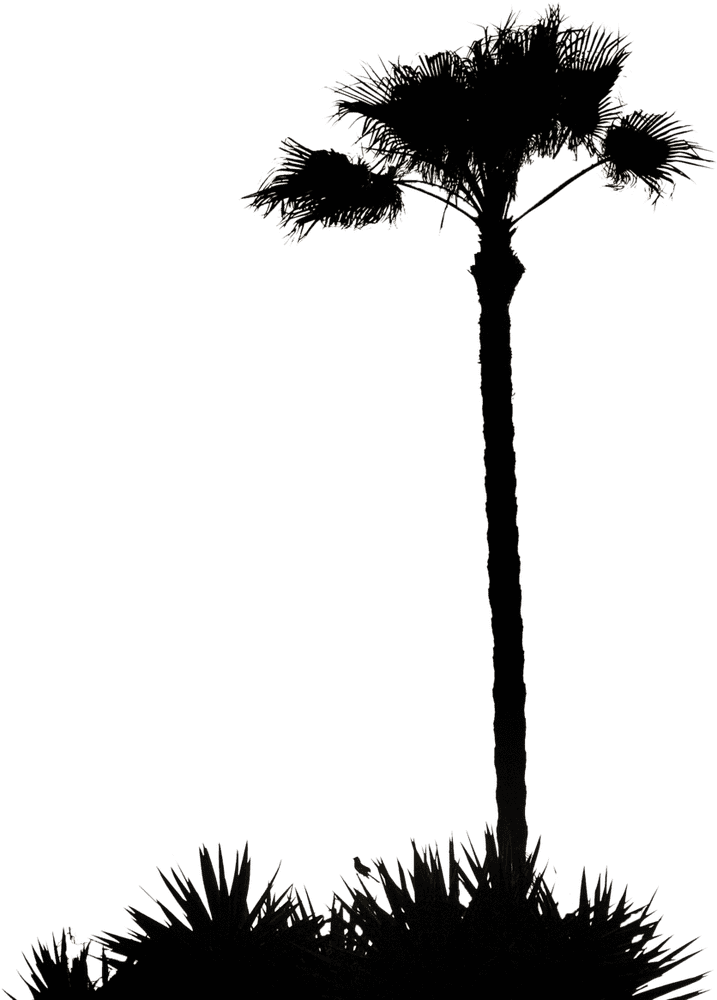 Silhouetted Elegance of a Palm Tree PNG