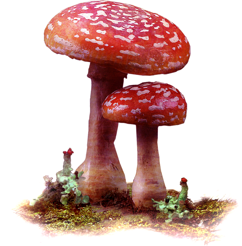 Mushrooms of the Deep Forest Realm PNG