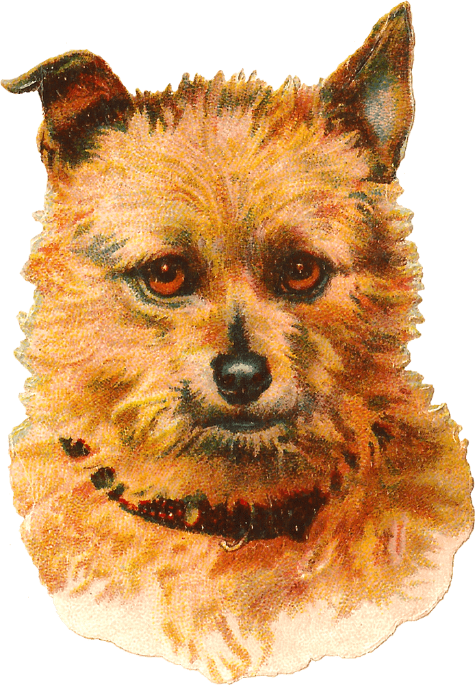 Charming Dog Portrait with Enigmatic Eyes PNG