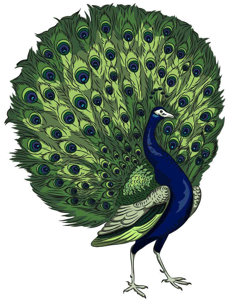 Majestic Peacock Displaying Its Vibrant Feathers PNG
