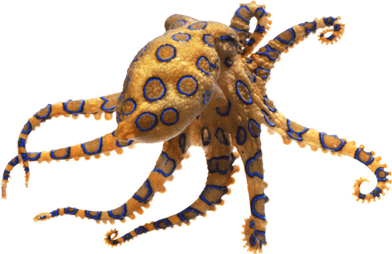 Dancing Patterns of Octopus Tentacles PNG