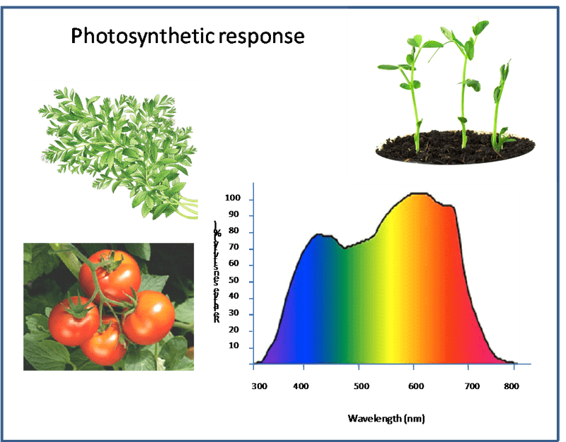 Photosynthesis and Growth in the Vegetable Garden PNG