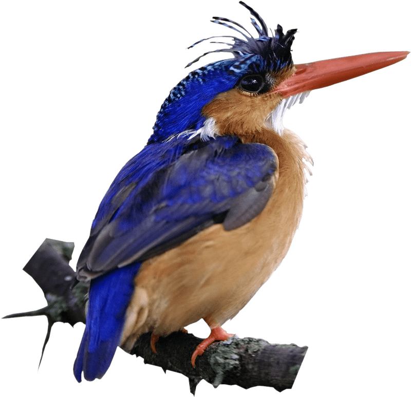 Majestic Blue and Orange Bird Perched in Nature PNG