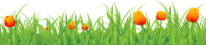Vibrant Tulips Nestled Among Lush Grass PNG