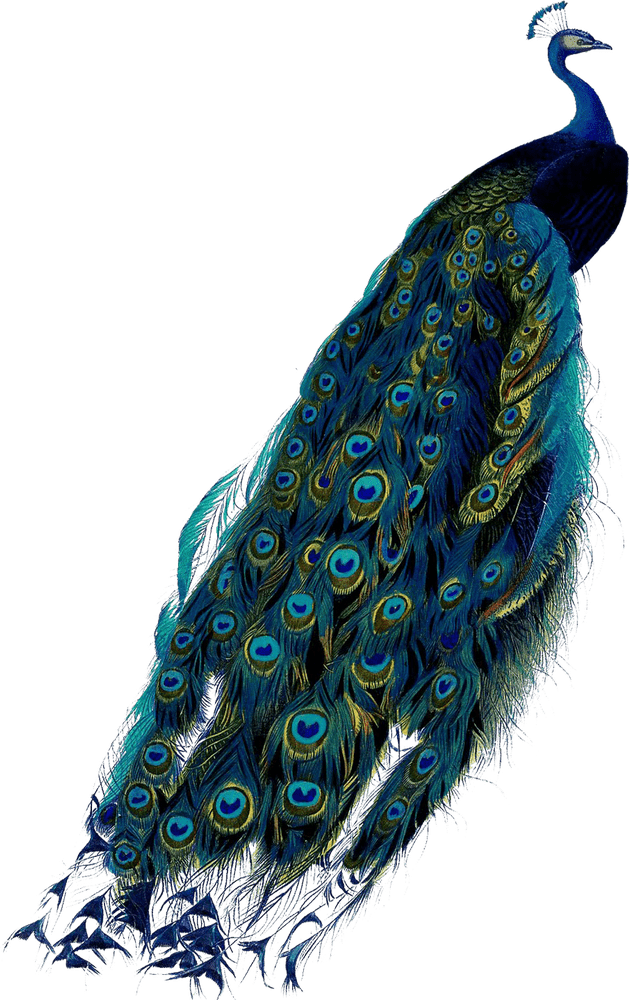 Majestic Peacock with Vibrant Feather Display PNG