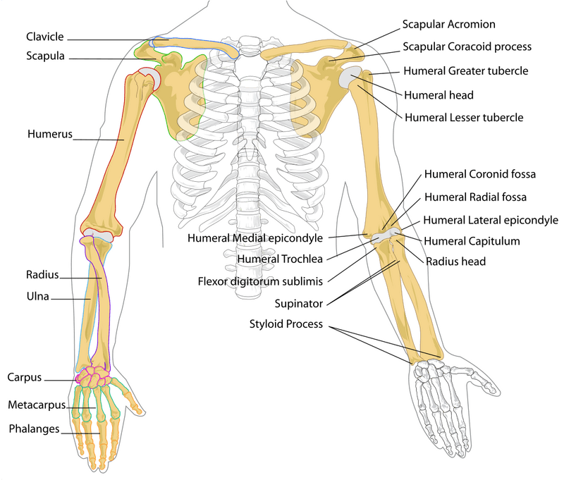 Bone Structure of the Human Arm and Shoulder PNG