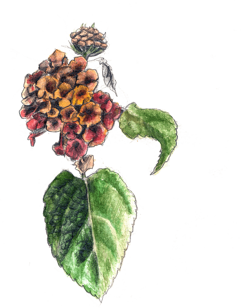 Whimsical Colorful Flower Cluster PNG