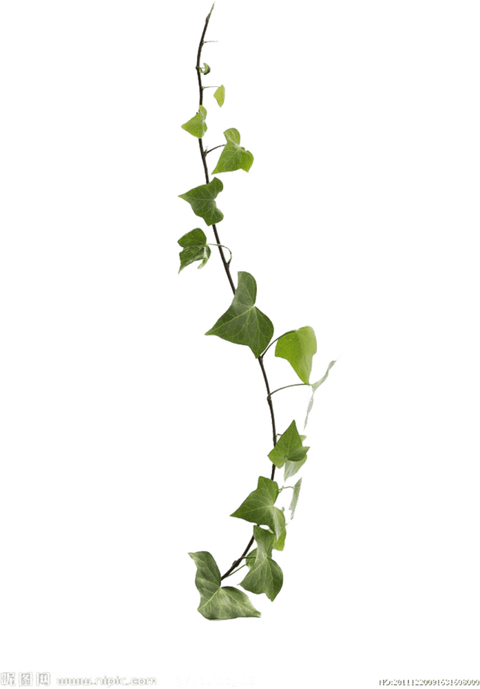 Graceful Cascades of Ivy Leaf Vines PNG