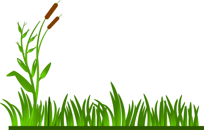 Serene Marshland with Graceful Grass PNG