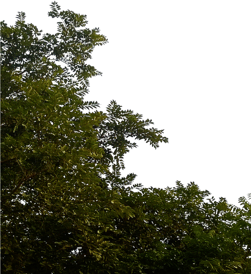 Whispers of the Leafy Canopy PNG
