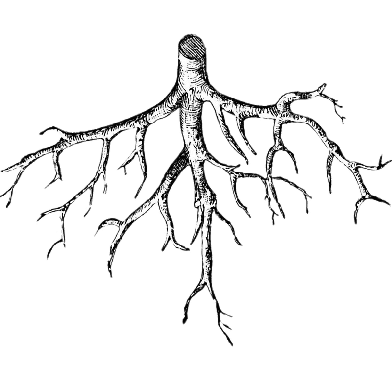 Intricate Patterns of Ginger Root PNG