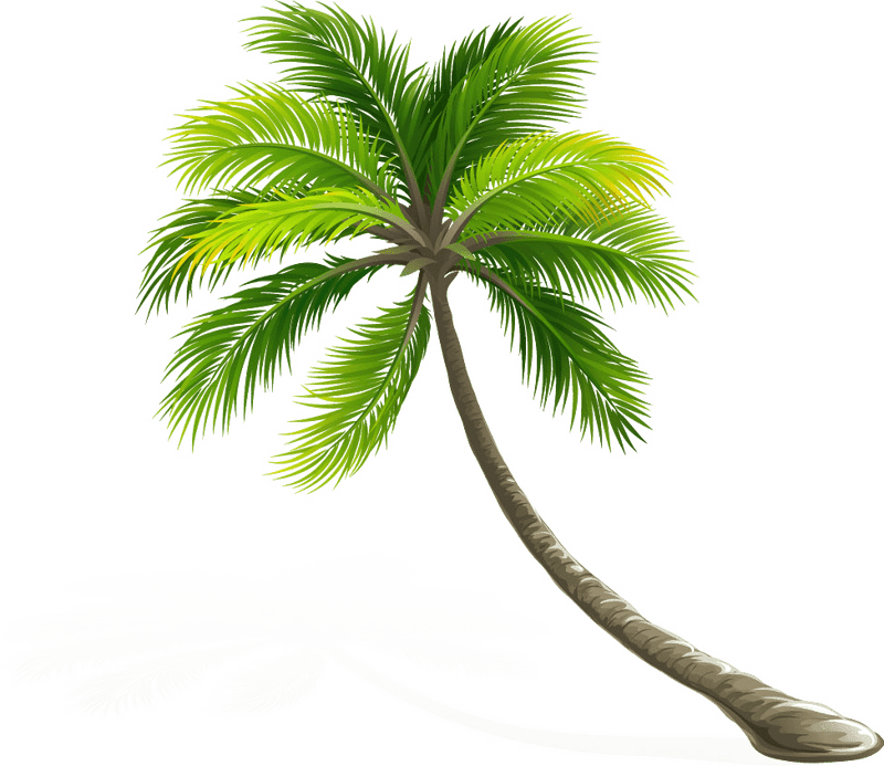 Swaying Tropical Palm Tree of Serenity PNG