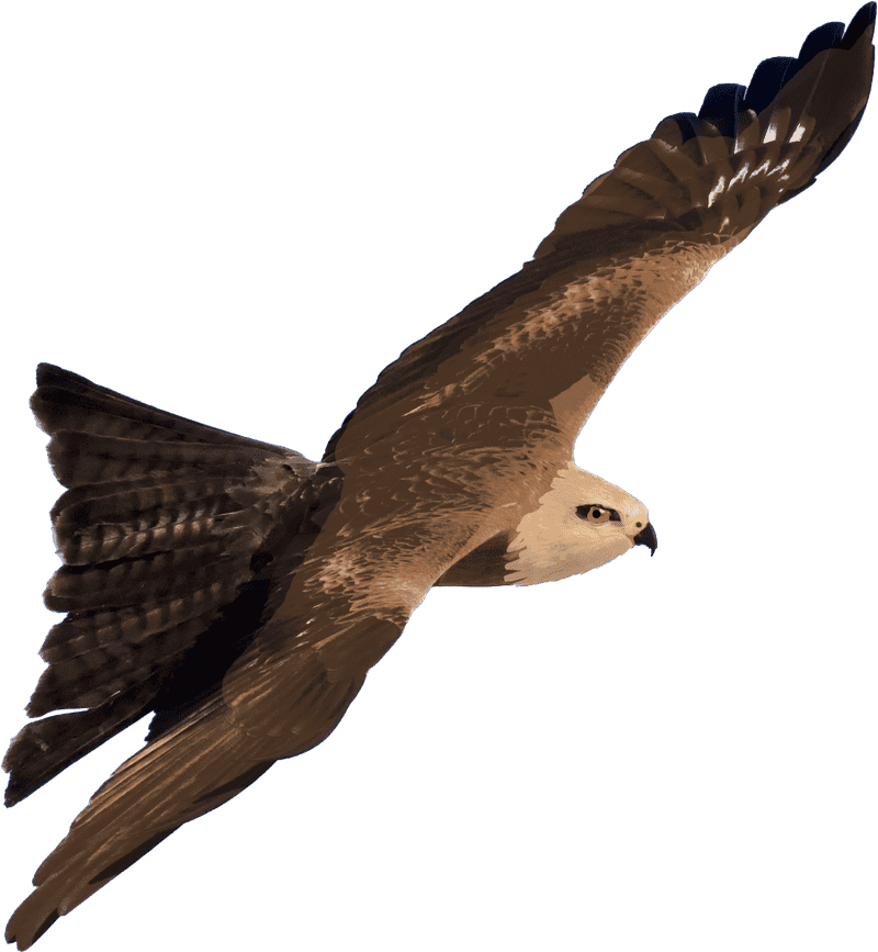 Majestic Views of Kite Flying with Eagles PNG