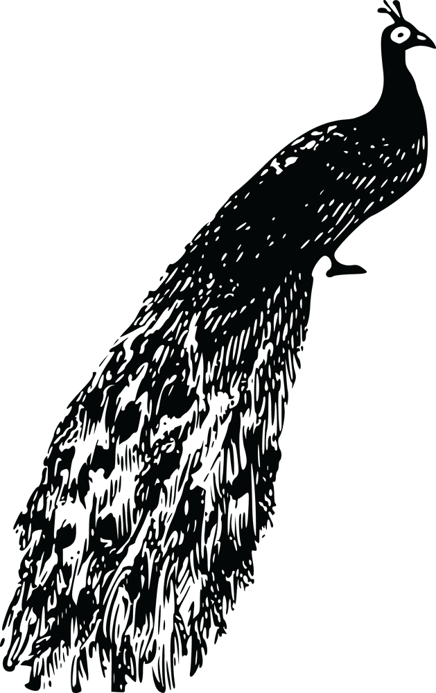 Elegant Peacock in Majestic Display PNG