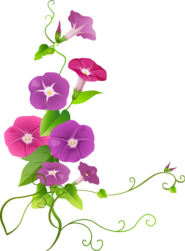 Colorful Morning Glory Flower Arrangement PNG