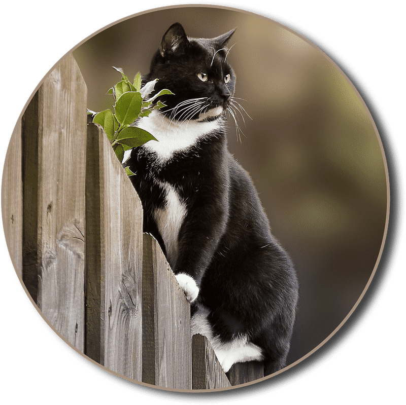 Adventurous Cat on the Wooden Fence PNG