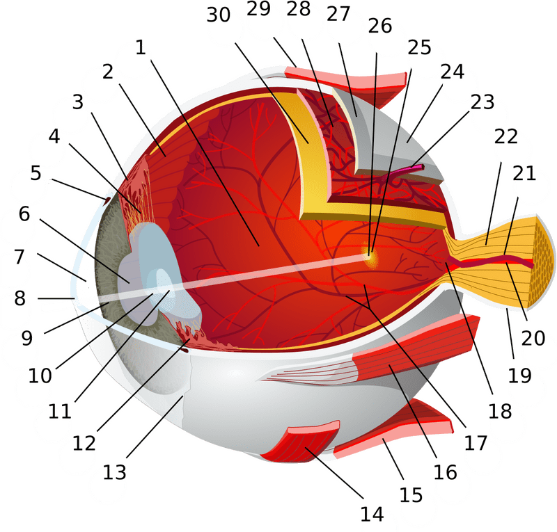 Anatomy of the Eye A Comprehensive Overview PNG