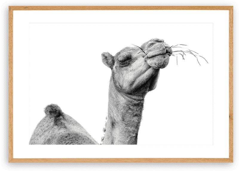 Digital Nomad Journey Through Desert Landscapes PNG