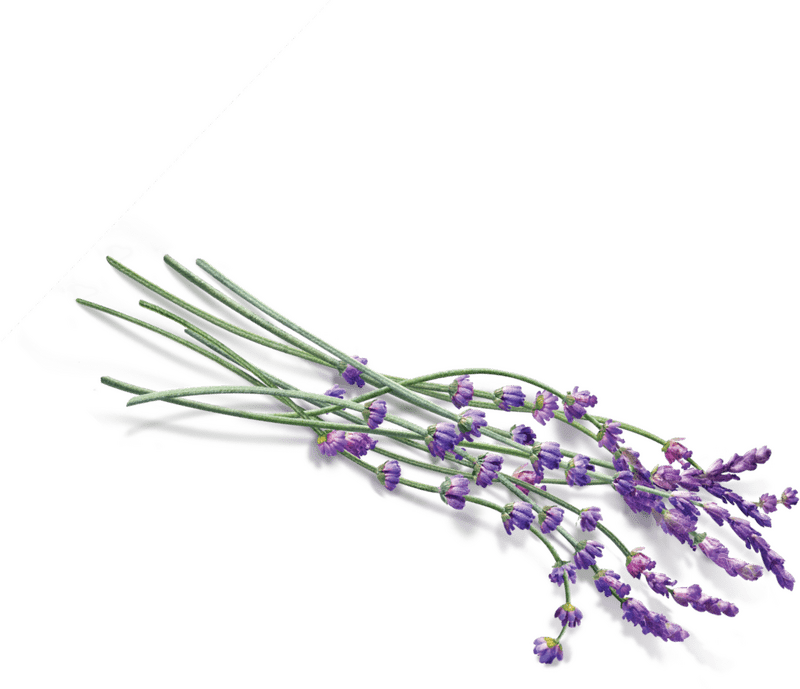 Breathtaking Lavender Field Bliss PNG