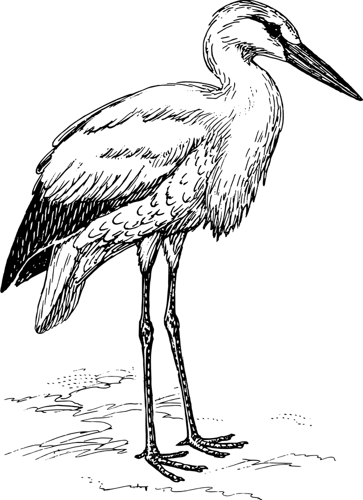 Elegant Stork Bird Standing Gracefully PNG