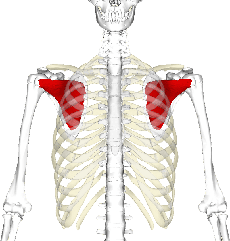 Bone Structure of the Human Skeleton PNG