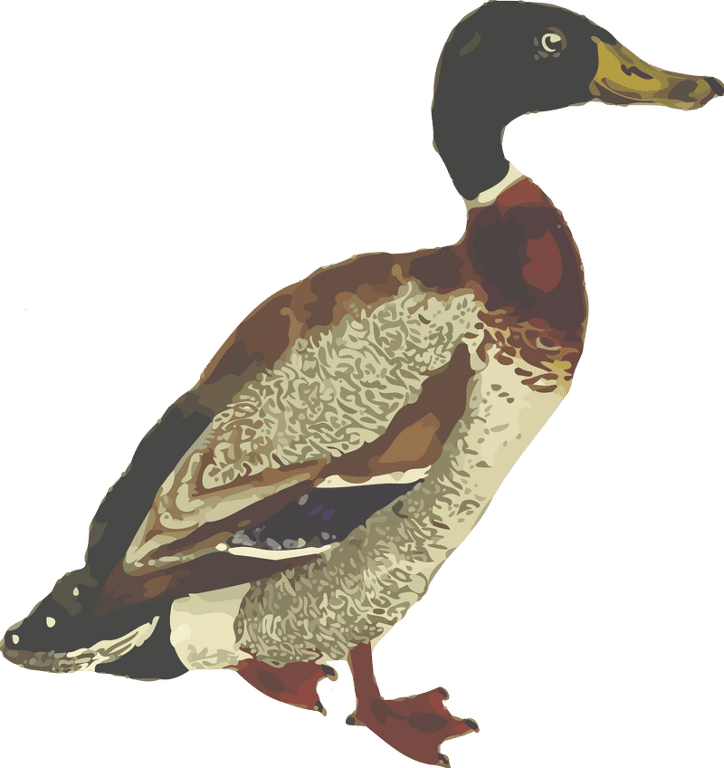 Colorful Waterfowl Bird in Serenity PNG