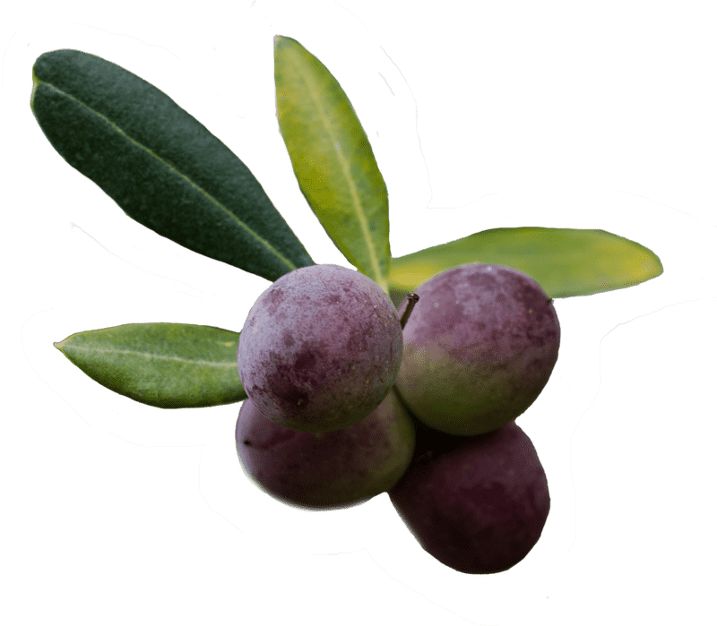 Fresh and Flavorful Olive Oil Delight PNG