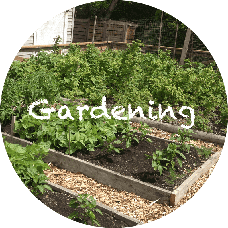 Lush Vegetable Garden A Green Thumb’s Paradise PNG