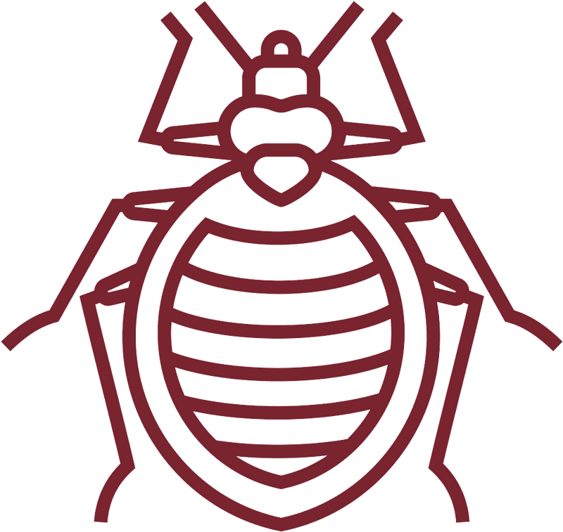 Intriguing Insect The Bed Bug Unveiled PNG