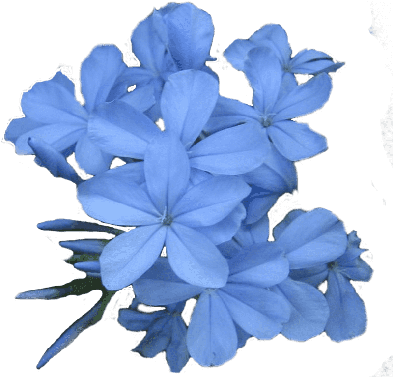 Delicate Blue Flower Blossoms in Harmony PNG