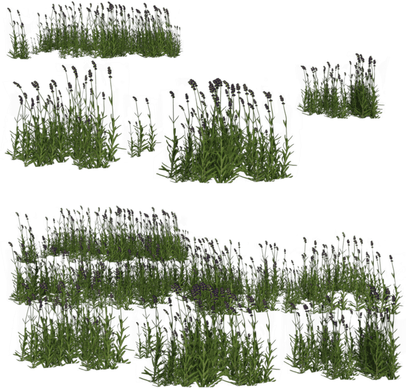 Serene Lavender Field of Blooms and Grasses PNG