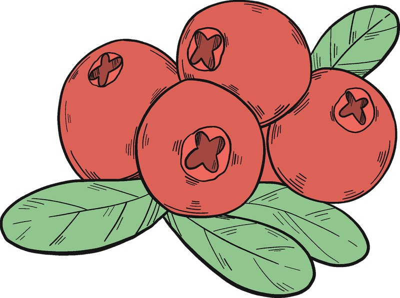 Fresh Cranberry Harvest with Green Leaves PNG