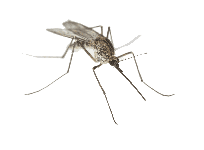 Ultimate Mosquito Repellent Protection Solution PNG