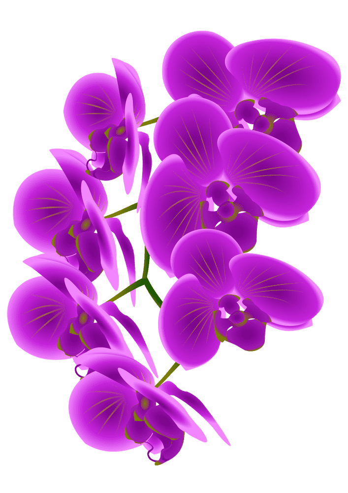 Elegant Orchid Blooms in Vibrant Purple PNG