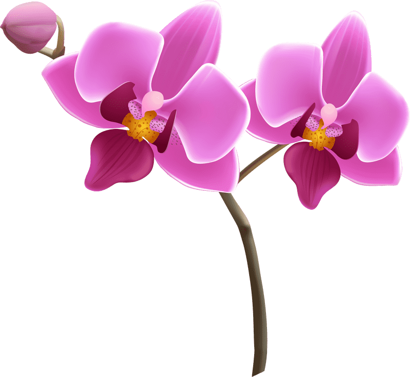 Graceful Orchid Blooms of Nature PNG