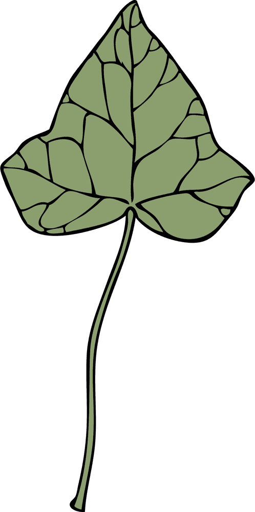Elegant Ivy Leaf Drawing in Natural Green PNG