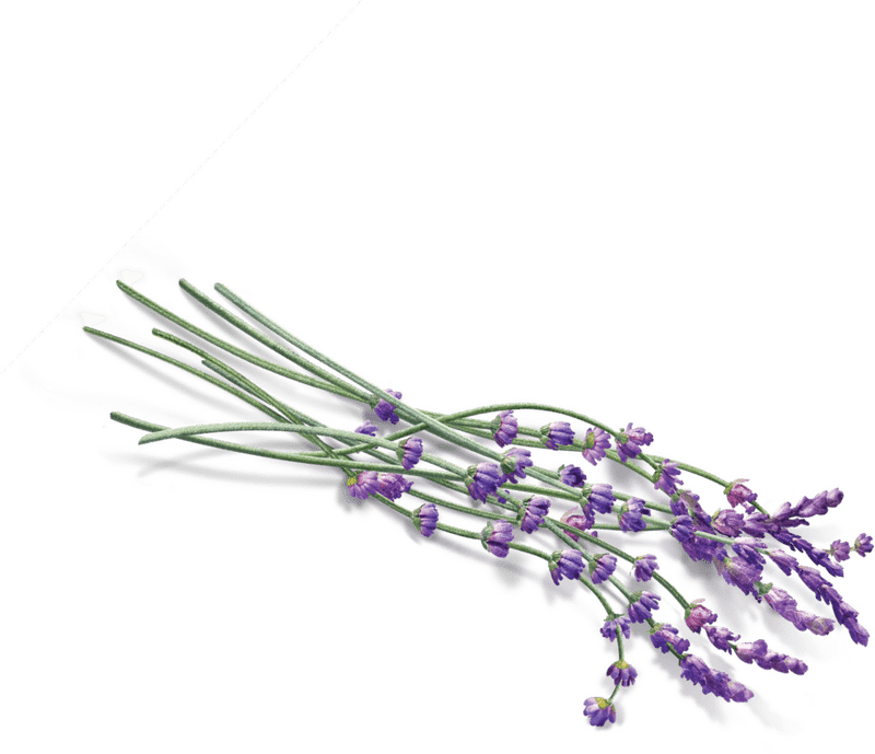 Serenity in the Lavender Field PNG