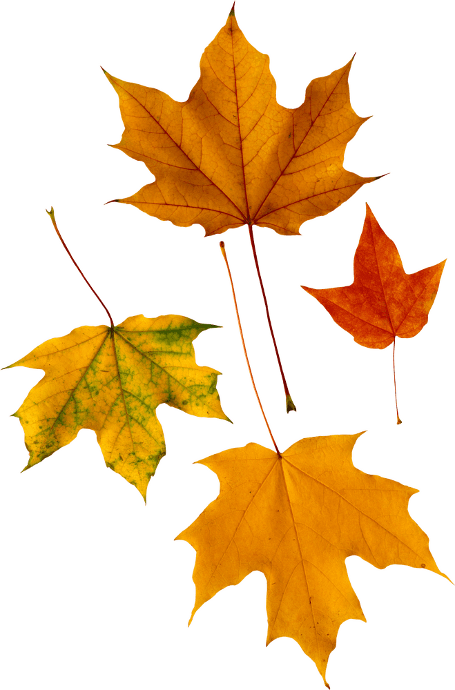 Autumn's Golden Leaf Collection PNG