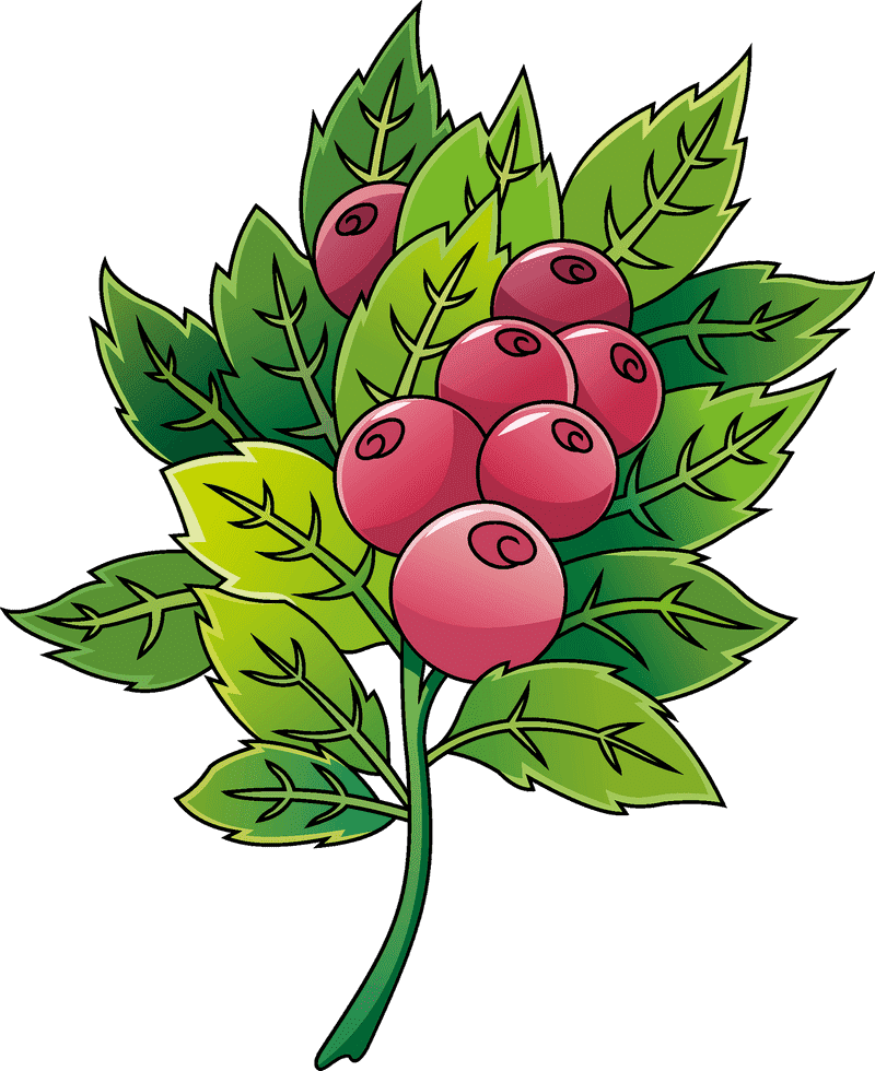 Cranberry Delight with Lush Green Leaves PNG