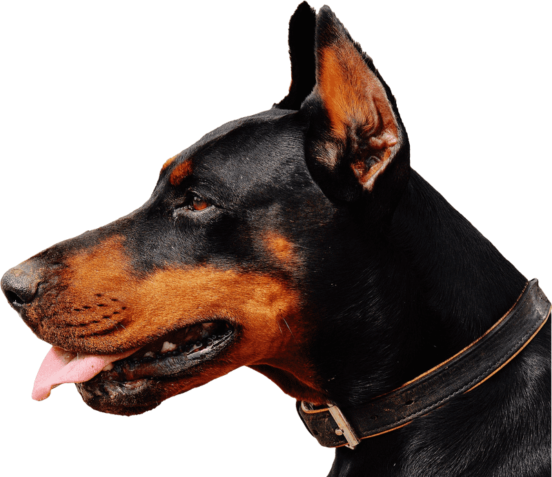 Stylish Leather Pet Collar for Elegant Dogs PNG