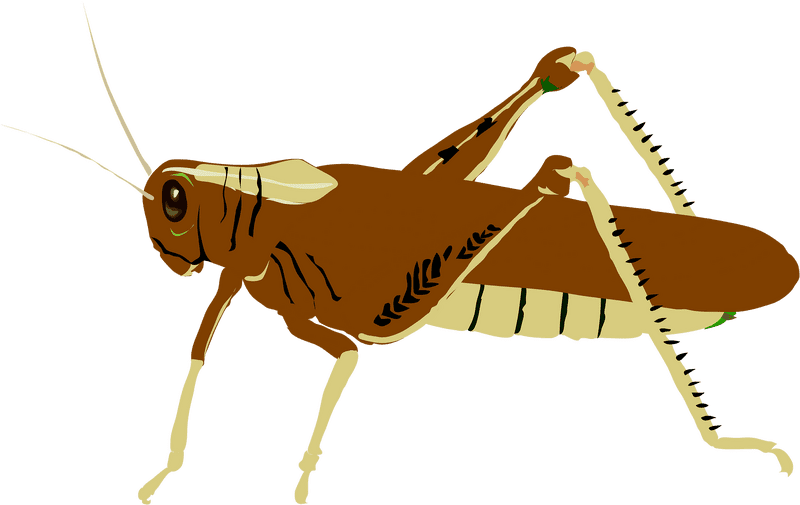 Insect of the Golden Fields PNG