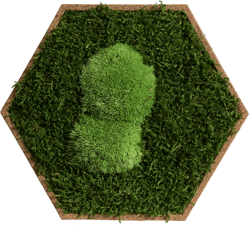 Whispers of the Enchanted Forest PNG
