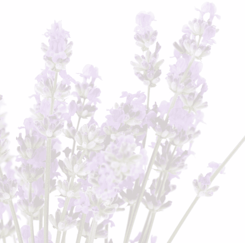 Serenity in the Lavender Field PNG